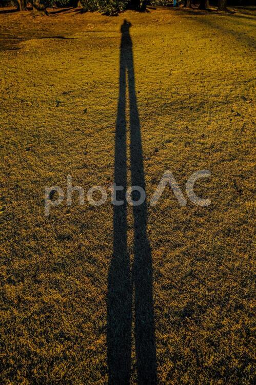 夕暮れと木のシルエット３ オレンジ色,グラデーション,コートの写真素材