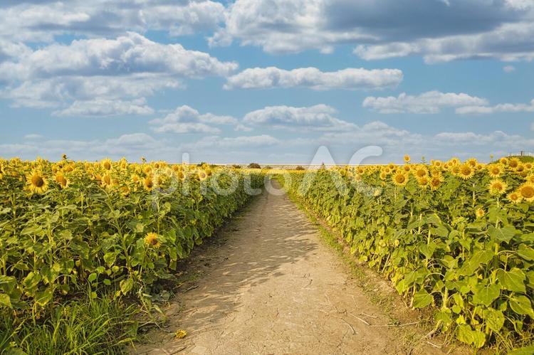 満開のひまわり畑 ひまわり,ひまわり畑,夏の写真素材