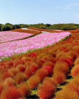 コキアとコスモスの丘 コキアとコスモスの丘 コキア,こきあ,秋の写真素材