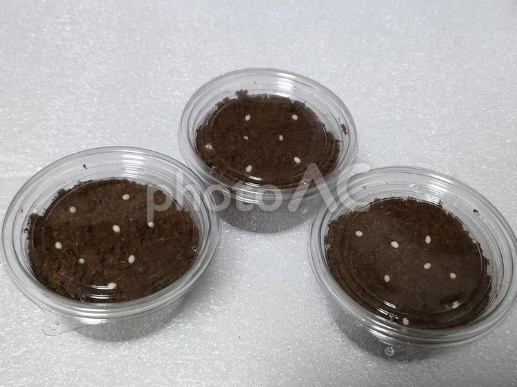 プリンカップに回収したカブトムシの卵 カブトムシの卵,卵,産卵の写真素材