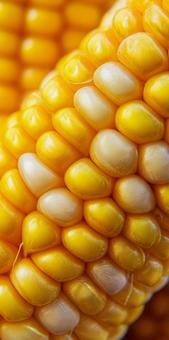 とうもろこし とうもろこしの写真