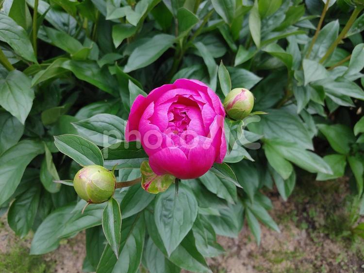シャクヤク シャクヤク,ピンク,芍薬の写真素材