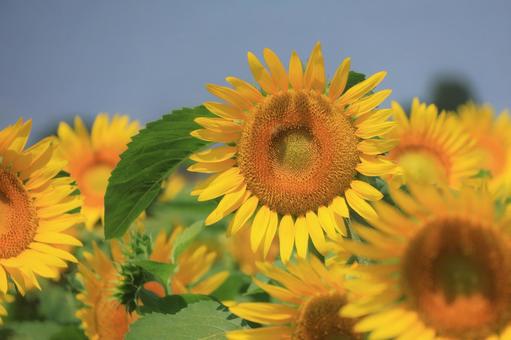 咲き誇る向日葵の花 咲き誇る向日葵の花 ひまわり畑,向日葵,夏の写真素材