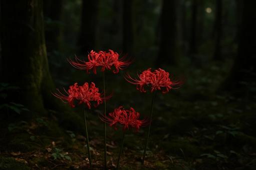 森の中にひっそりと咲く彼岸花 森の中にひっそりと咲く彼岸花の写真