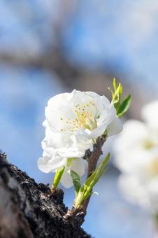 桃まつり 桃まつりの写真