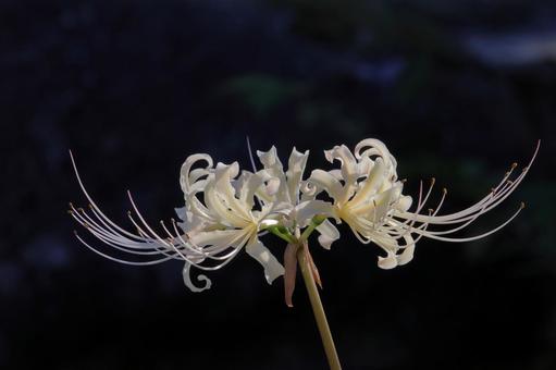 彼岸花11 彼岸花11 彼岸花,曼珠沙華,カミソリバナの写真素材