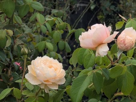 薔薇 薔薇 薔薇,春,秋の写真素材