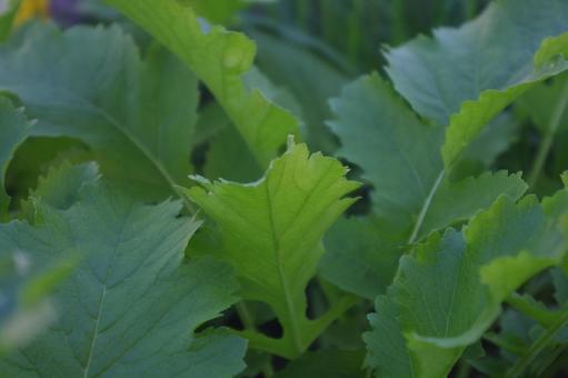 菜園の大根の葉　3 ダイコン,大根,葉の写真素材