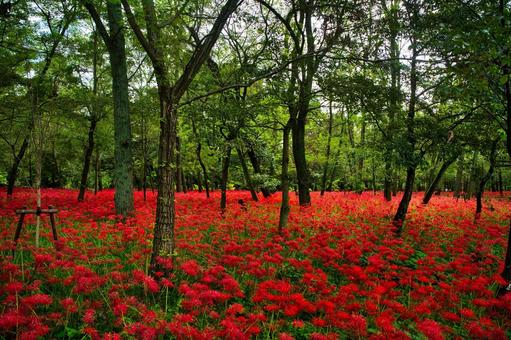 見渡すかぎり曼殊沙華 見渡すかぎり曼殊沙華 彼岸花,曼珠沙華,ヒガンバナの写真素材