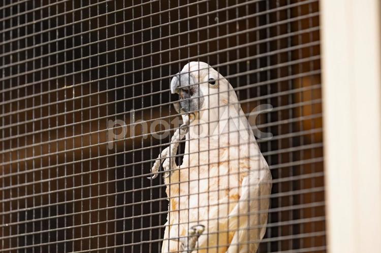 人の言葉を真似するインコ 鳴く,インコ,檻の写真素材
