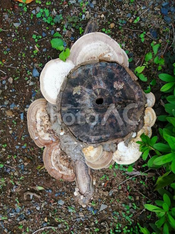 朽ちた切り株に生えたサルノコシカケの仲間 朽ちる,切り株,生えるの写真素材