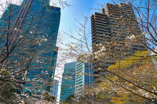 桜と摩天楼の景観 桜,花,枝の写真素材