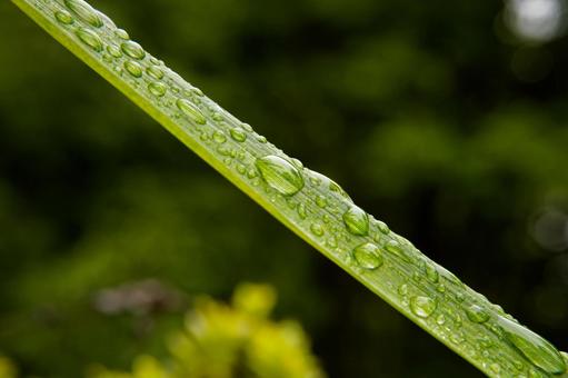 葉っぱについた水滴 葉っぱについた水滴 自然,雨上がり,水滴の写真素材