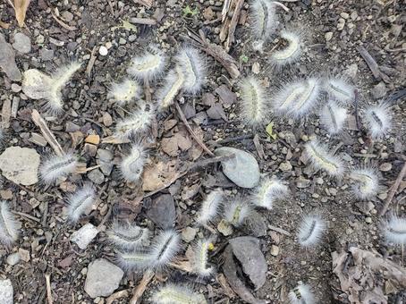 消毒に苦しむアメリカシロヒトリ 消毒に苦しむアメリカシロヒトリ アメリカシロヒトリ,アメシロ,毛虫の写真素材