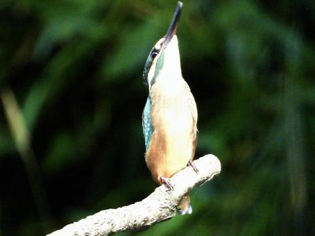 Kingfisher looking up, JPG