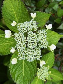 紫陽花の咲始め 紫陽花の咲始め,花,白色の写真素材