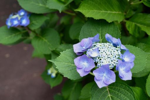 青い額紫陽花の花 青い額紫陽花の花の写真