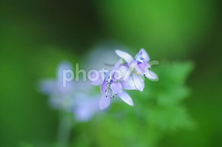 セリバヒエンソウの花 花,セリバヒエンソウ,野草の写真素材