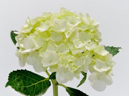 白色のアジサイ 白色のアジサイ アジサイ,花,植物の写真素材