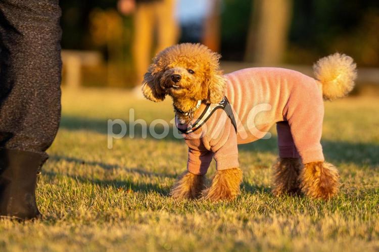 トイプードル 犬 トイプードル,トイプー,ドッグランの写真素材