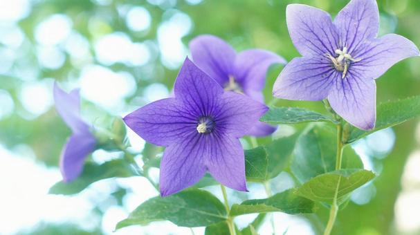 夏の花-302 夏の花-302の写真