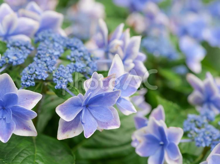 あじさいの花　ガクアジサイ アジサイ,紫陽花,6月の写真素材