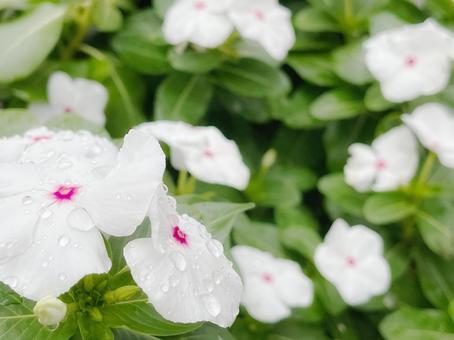 花壇に咲いた白い花 花壇に咲いた白い花 ニチニチソウ,日々草,つる性の写真素材