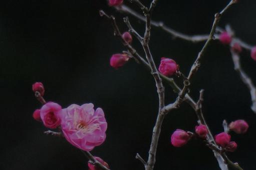 二月獲勝者形象, JPG 二月獲勝者形象, 梅花, 一輪, 獲勝者形象, JPG
