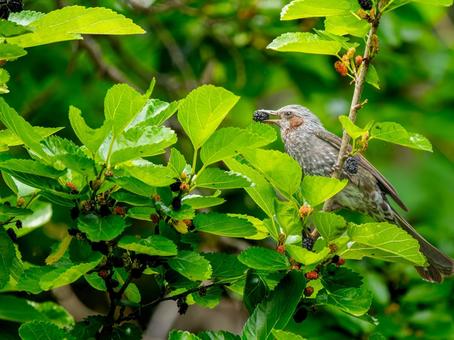 枝にとまるヒヨドリ・コピースペース ヒヨドリ,野鳥,鳥の写真素材
