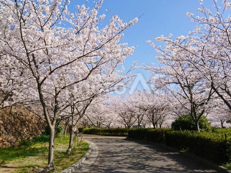 桜の道(横) 桜,木,風景の写真素材