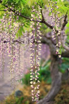 五月の花 五月,花,青の写真素材