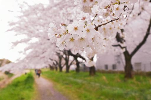 淡いソメイヨシノの歩道 桜,ソメイヨシノ,木の写真素材
