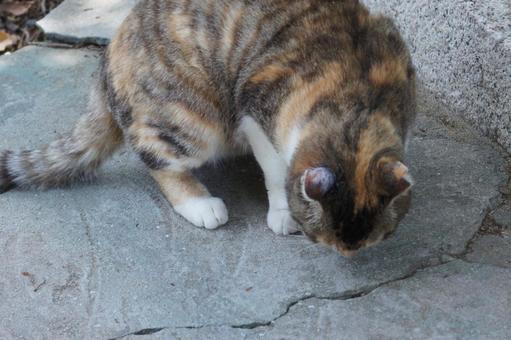 ねこ のらねこ,にゃんこ,可愛いの写真素材