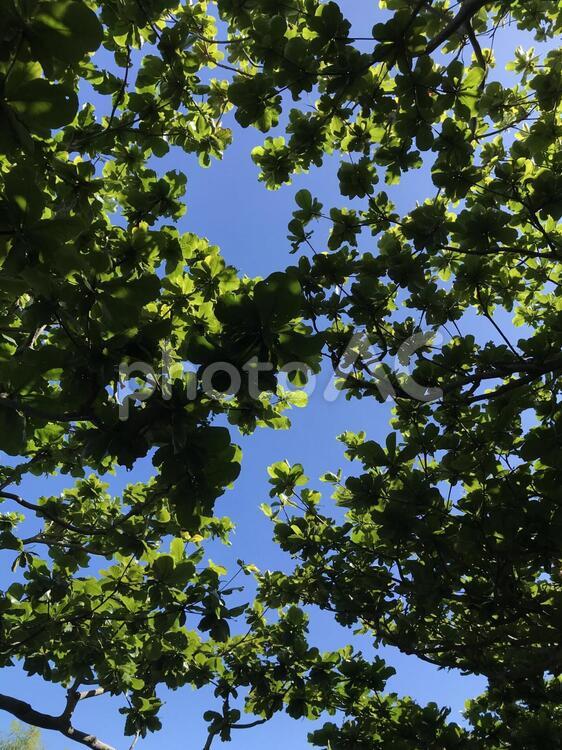 木漏れ日 葉,木,木漏れ日の写真素材