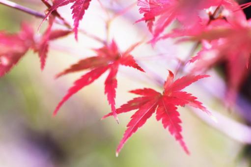鮮やかな紅葉 鮮やかな紅葉の写真