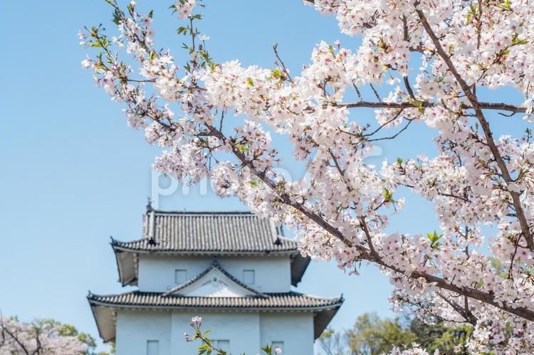 大阪城公園の桜 桜,4月,大阪城公園の写真素材