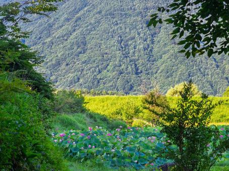 蓮の花、蓮の葉、山間 蓮の花、蓮の葉、山間 蓮,山,自然の写真素材