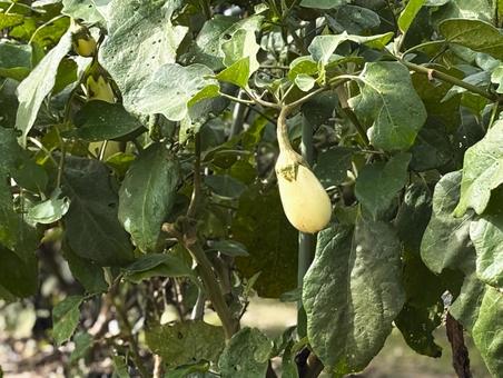 白ナス、もうすぐ収穫です。 白なす,野菜,植物の写真素材