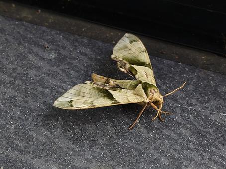Photo, callambulyx tattoo, moth, moths, 