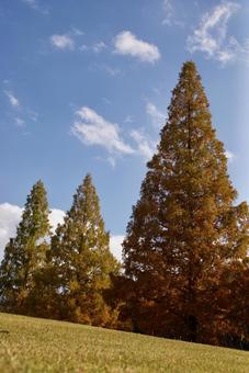 メタセコイア メタセコイア 曙杉,公園樹,紅葉の写真素材