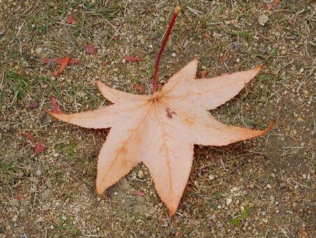 【風景写真】晩秋の風景 落ち葉,植物,季節の写真素材