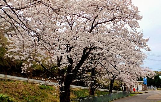 桜 桜の写真