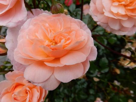 【薔薇の写真】バラの花 【薔薇の写真】バラの花 の写真