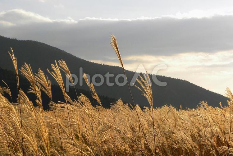 すすきの風景 秋,曽爾高原,散歩の写真素材