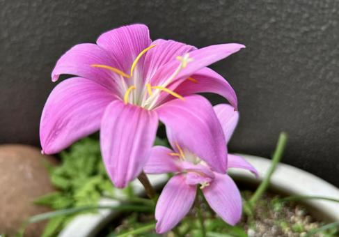Photo, zephyrinus, saffron mododuki, pink, 