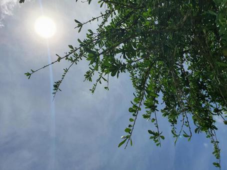 太陽と空と植物 太陽と空と植物の写真