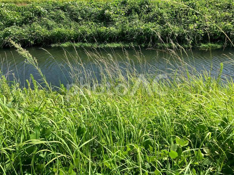 うっそうと草が茂る川岸 雑草,河川敷,草の写真素材