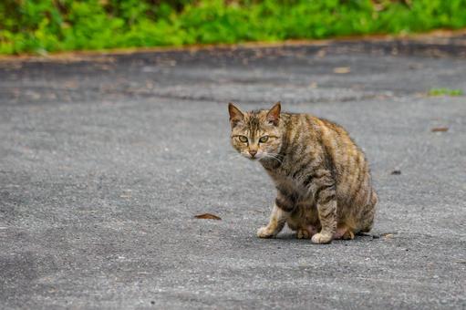 猫(124) 猫(124) 猫,食肉目,ネコ科の写真素材