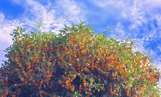 キンモクセイの木と花 キンモクセイの木と花 の写真
