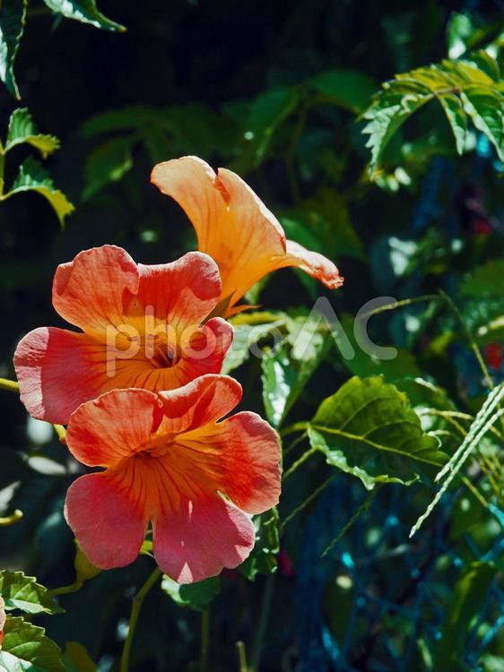 真夏に鮮やかにノウゼンカズラ オレンジ色,植物,暑い時期の写真素材